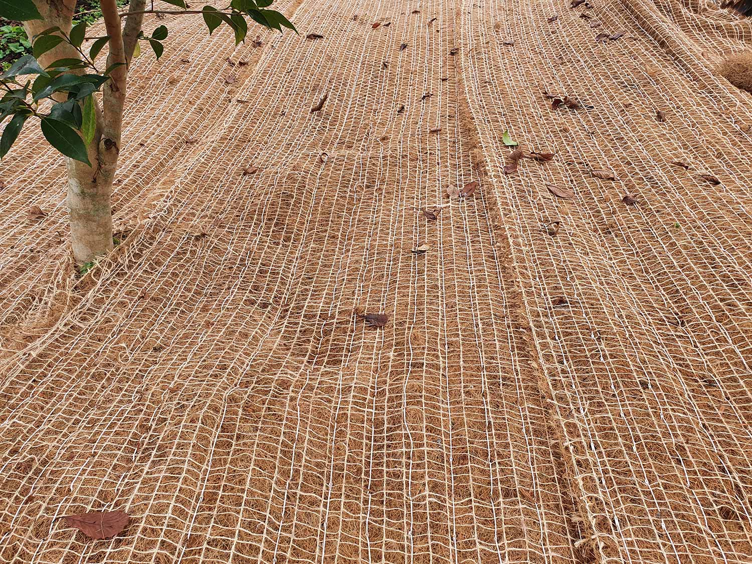 Plants growing through coconut matting